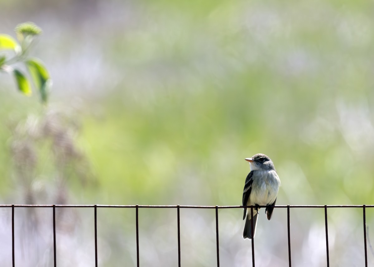 Willow Flycatcher - ML640413631