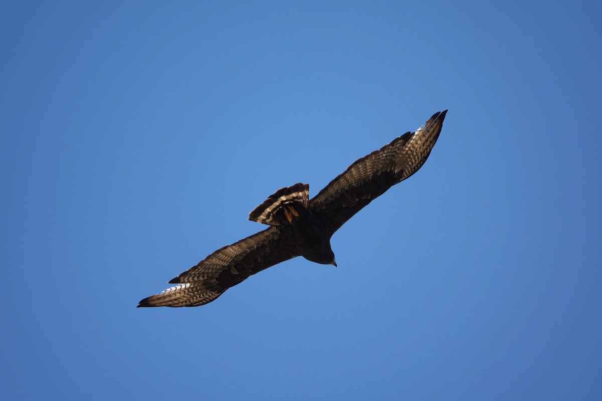 Zone-tailed Hawk - ML640413635