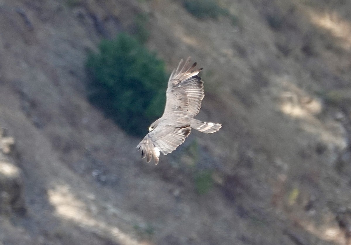 Zone-tailed Hawk - ML640413637