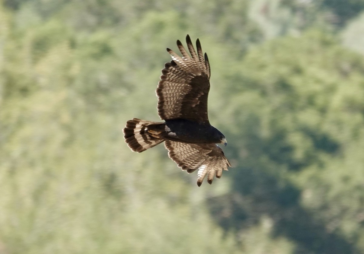 Zone-tailed Hawk - ML640413638