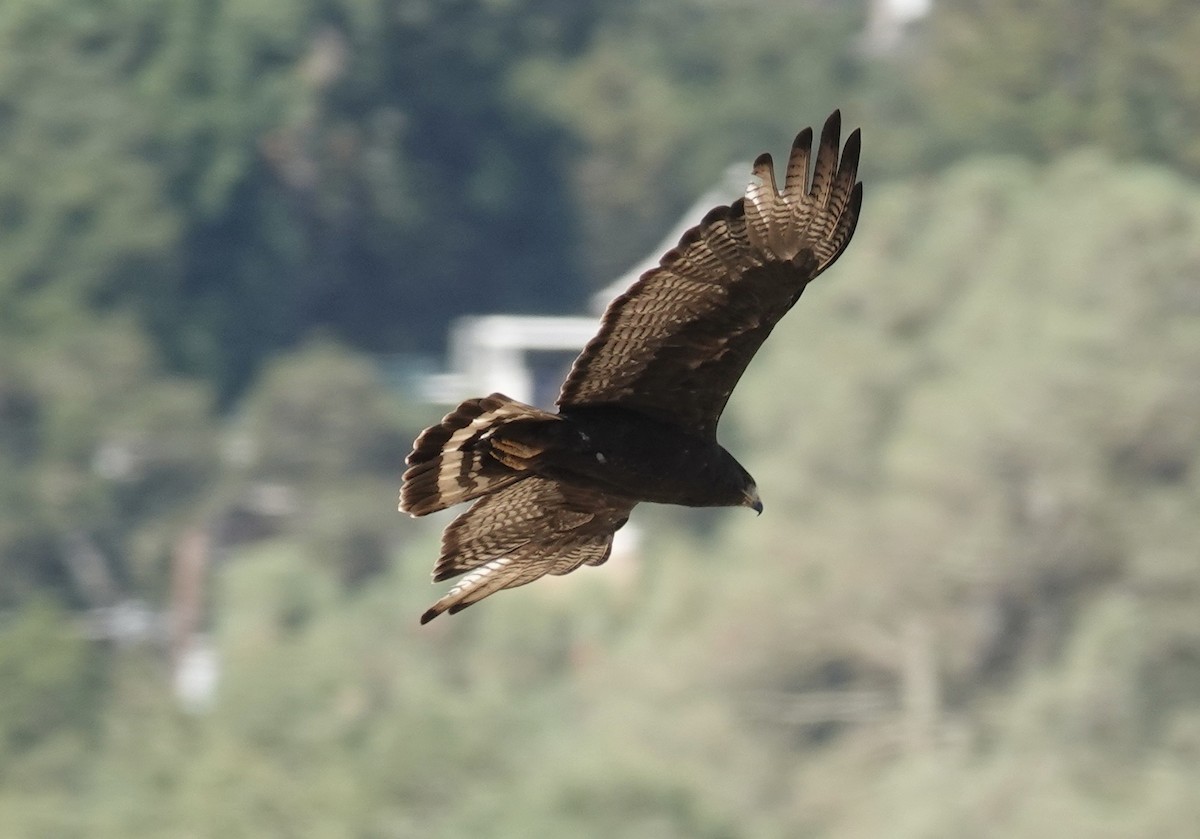 Zone-tailed Hawk - ML640413639