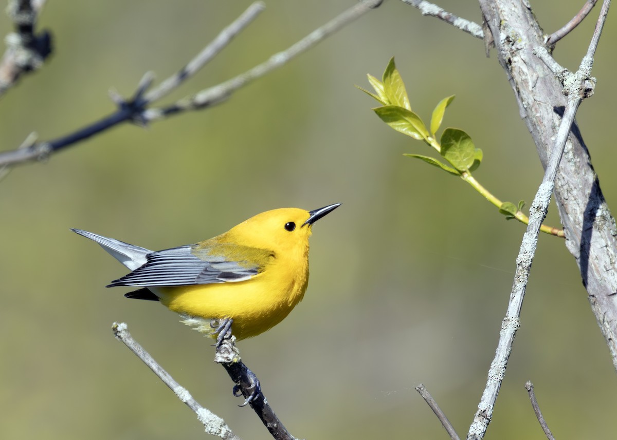 Prothonotary Warbler - ML640413642