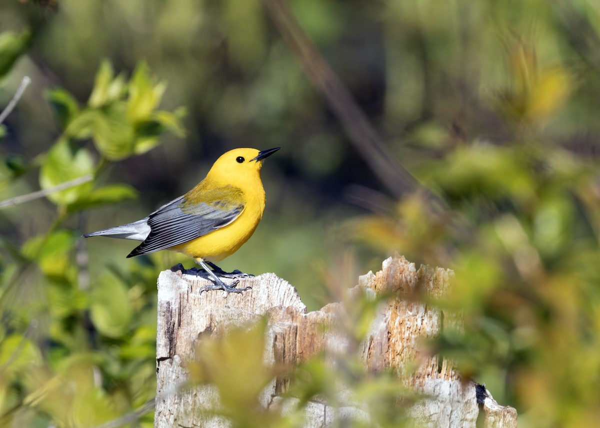 Prothonotary Warbler - ML640413643