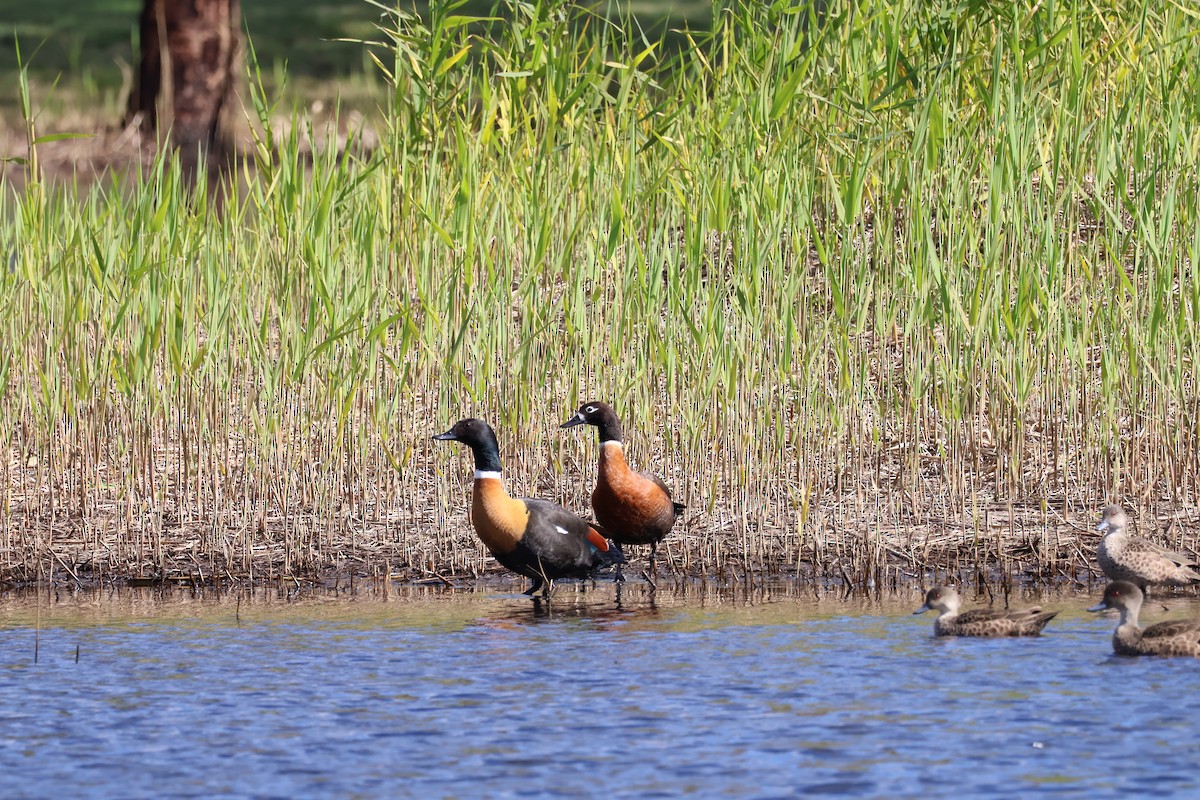 Australian Shelduck - ML640413649