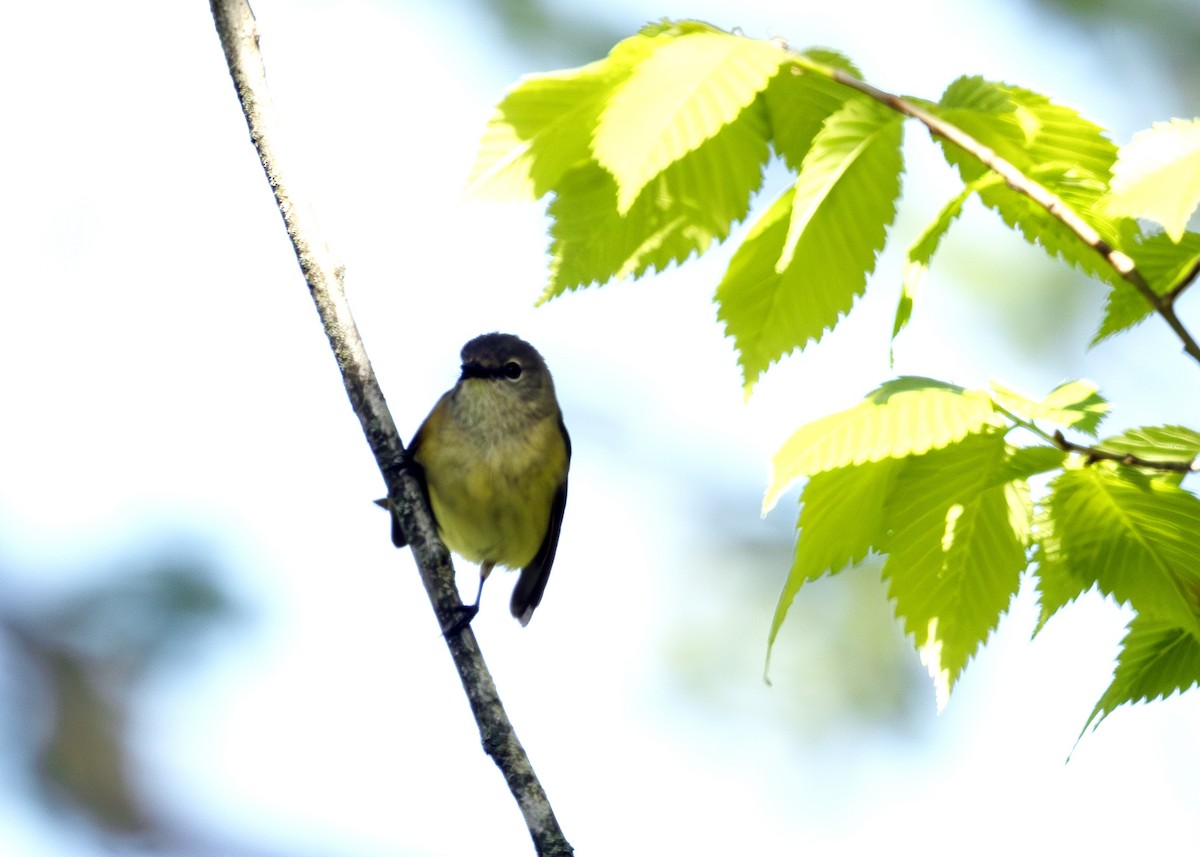 Philadelphia Vireo - ML640413652