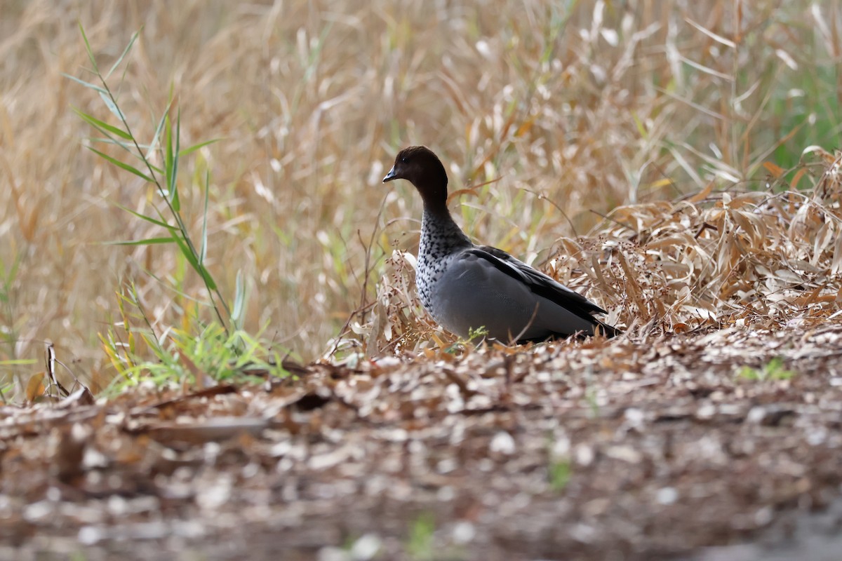Maned Duck - ML640413653