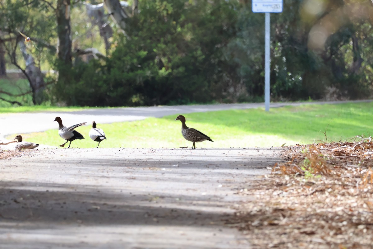 Maned Duck - ML640413654