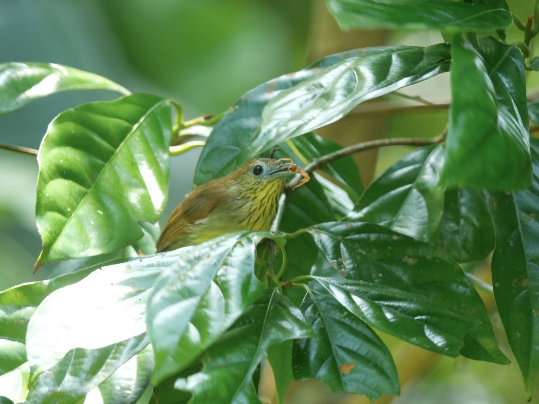 Pin-striped Tit-Babbler - ML640413655