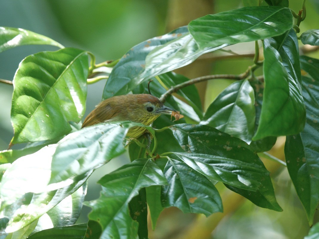 Pin-striped Tit-Babbler - ML640413657