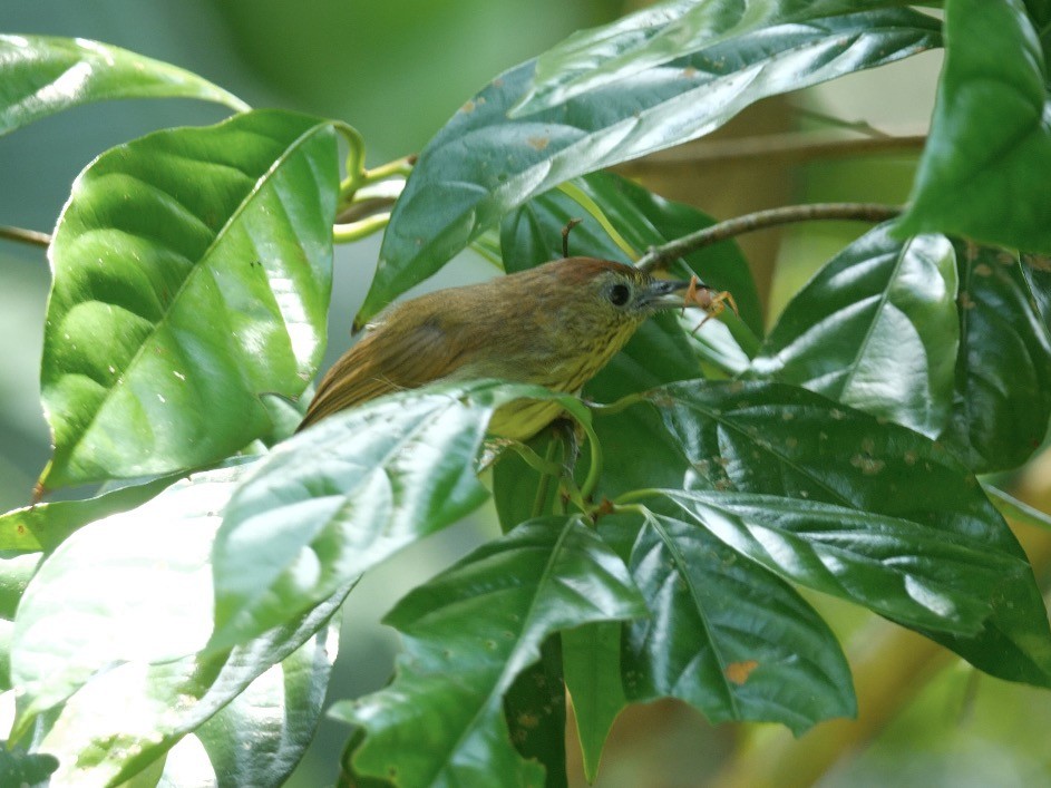 Pin-striped Tit-Babbler - ML640413658