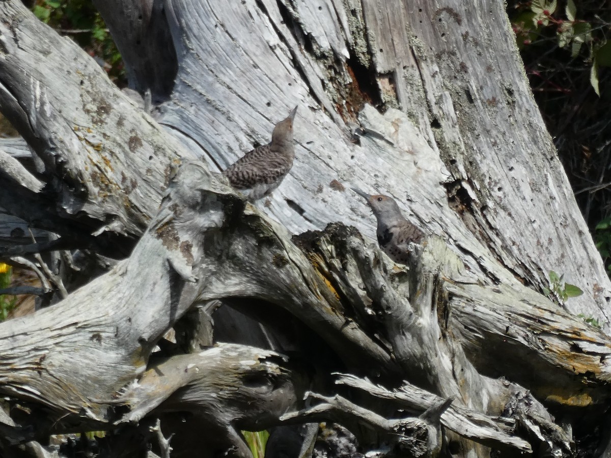 Northern Flicker - ML640413670