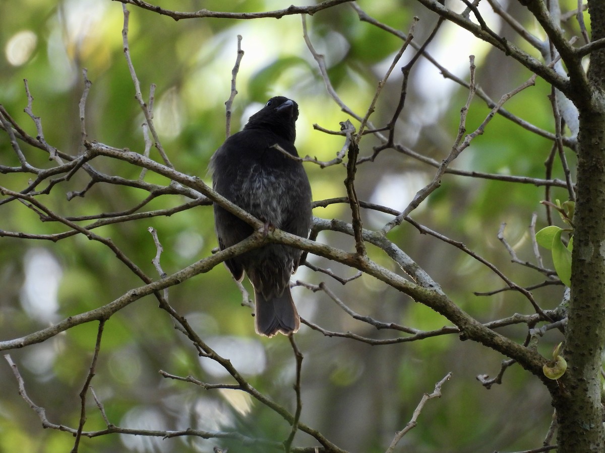 Black-faced Grassquit - ML640413672