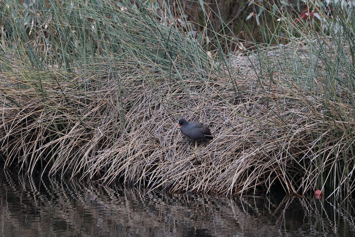 Dusky Moorhen - ML640413674