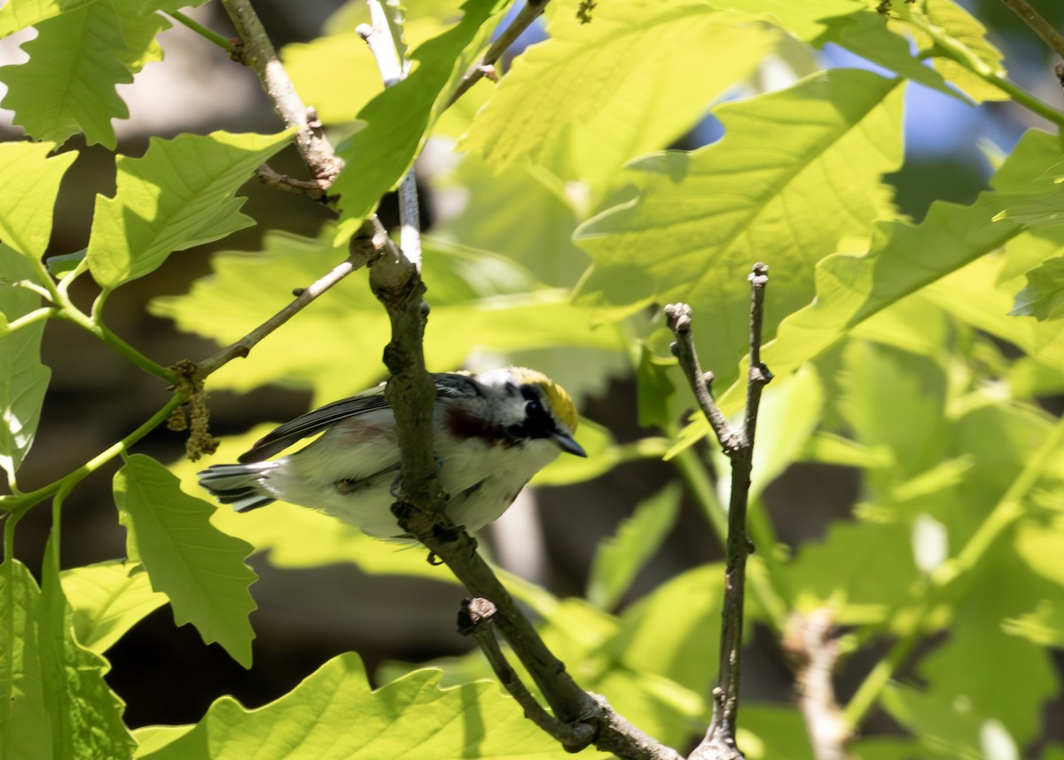 Chestnut-sided Warbler - ML640413675