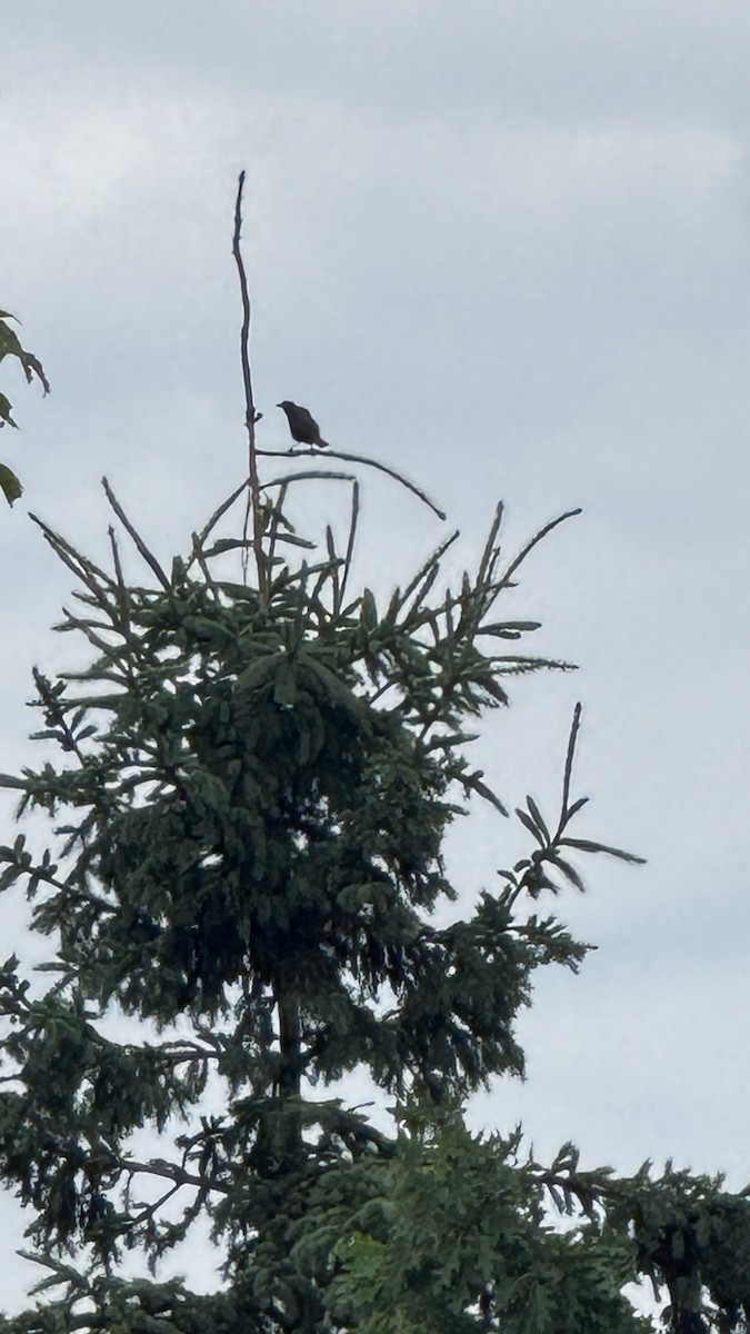 Common Grackle - ML640413676