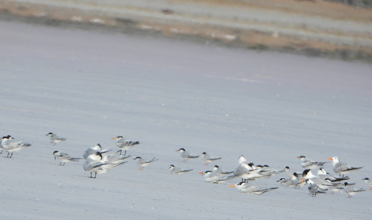 Roseate Tern - ML640413677