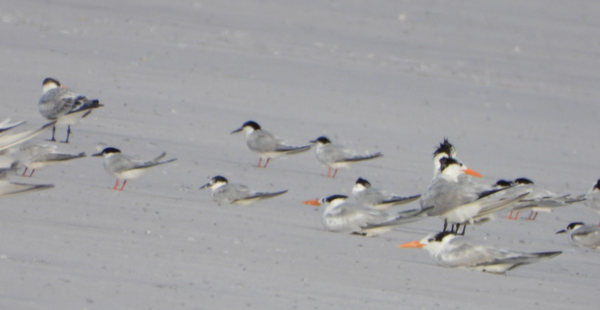 Roseate Tern - ML640413678