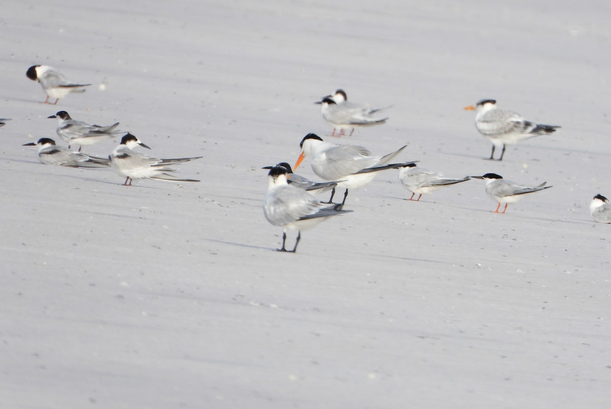 Roseate Tern - ML640413679