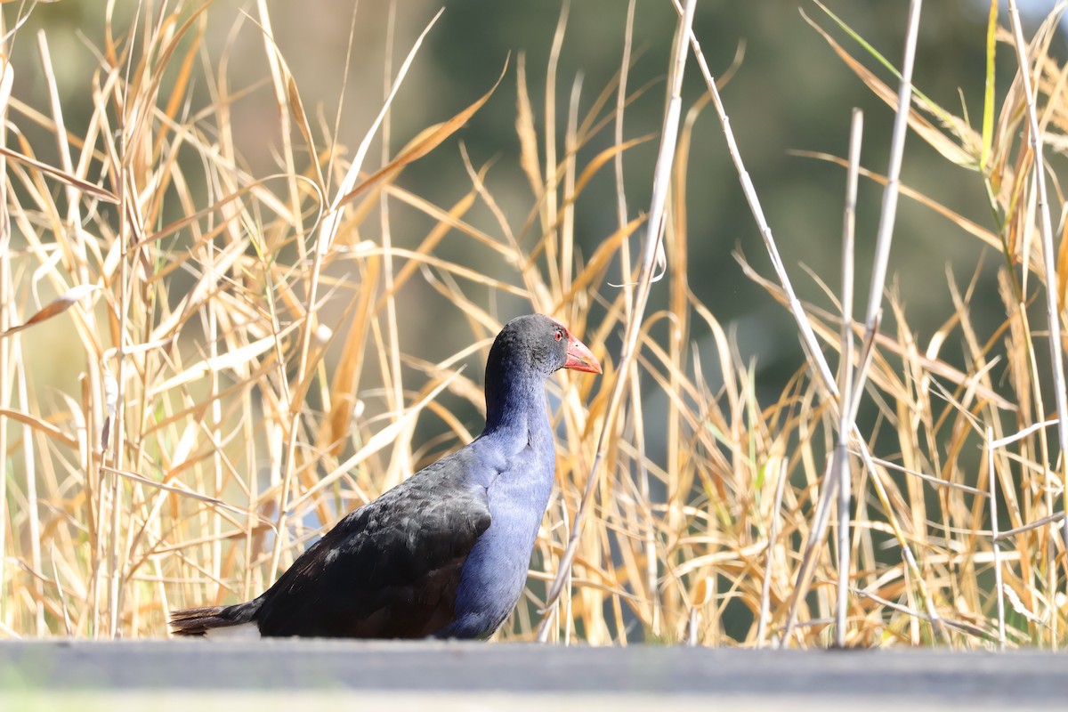 Australasian Swamphen - ML640413681