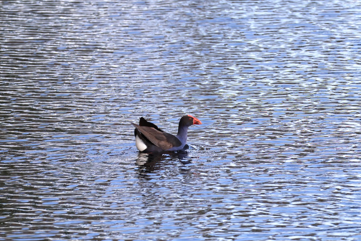 Australasian Swamphen - ML640413682