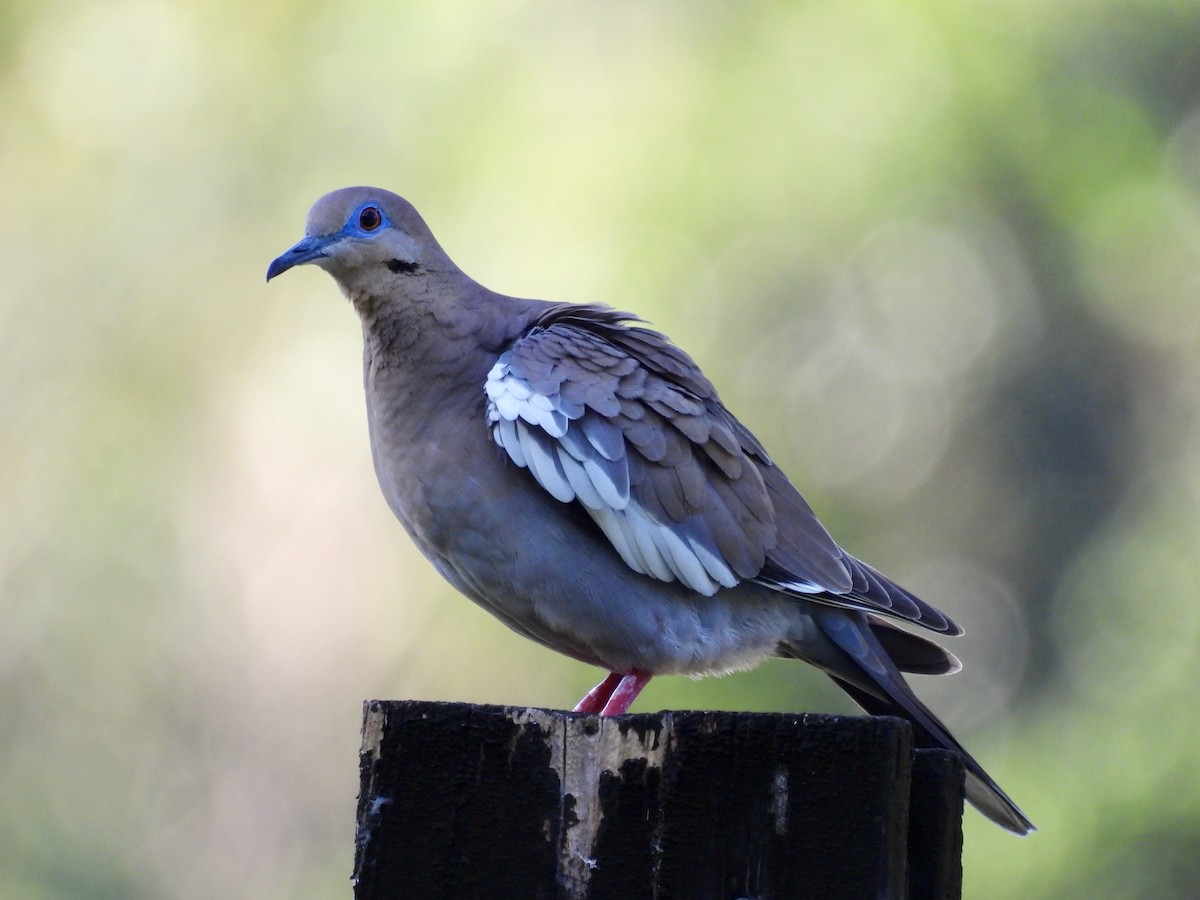 White-winged Dove - ML640413686