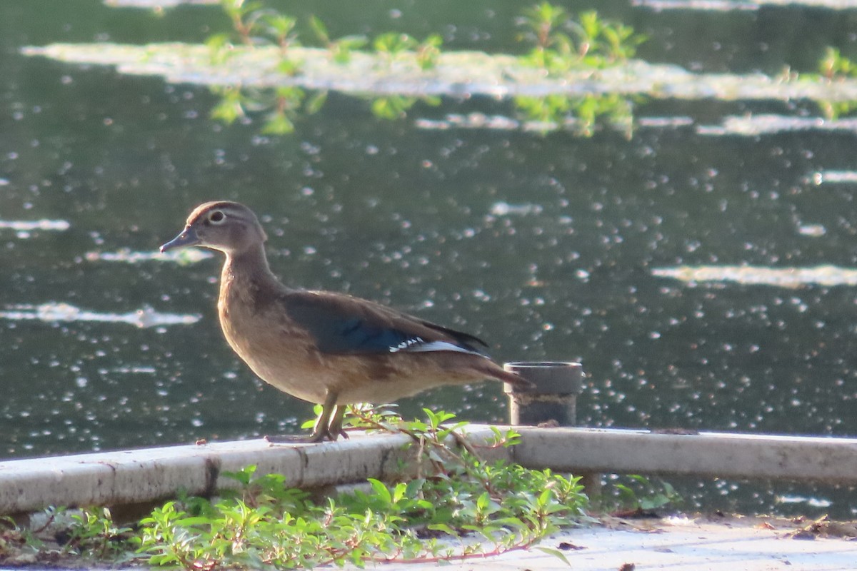 Wood Duck - ML640413687