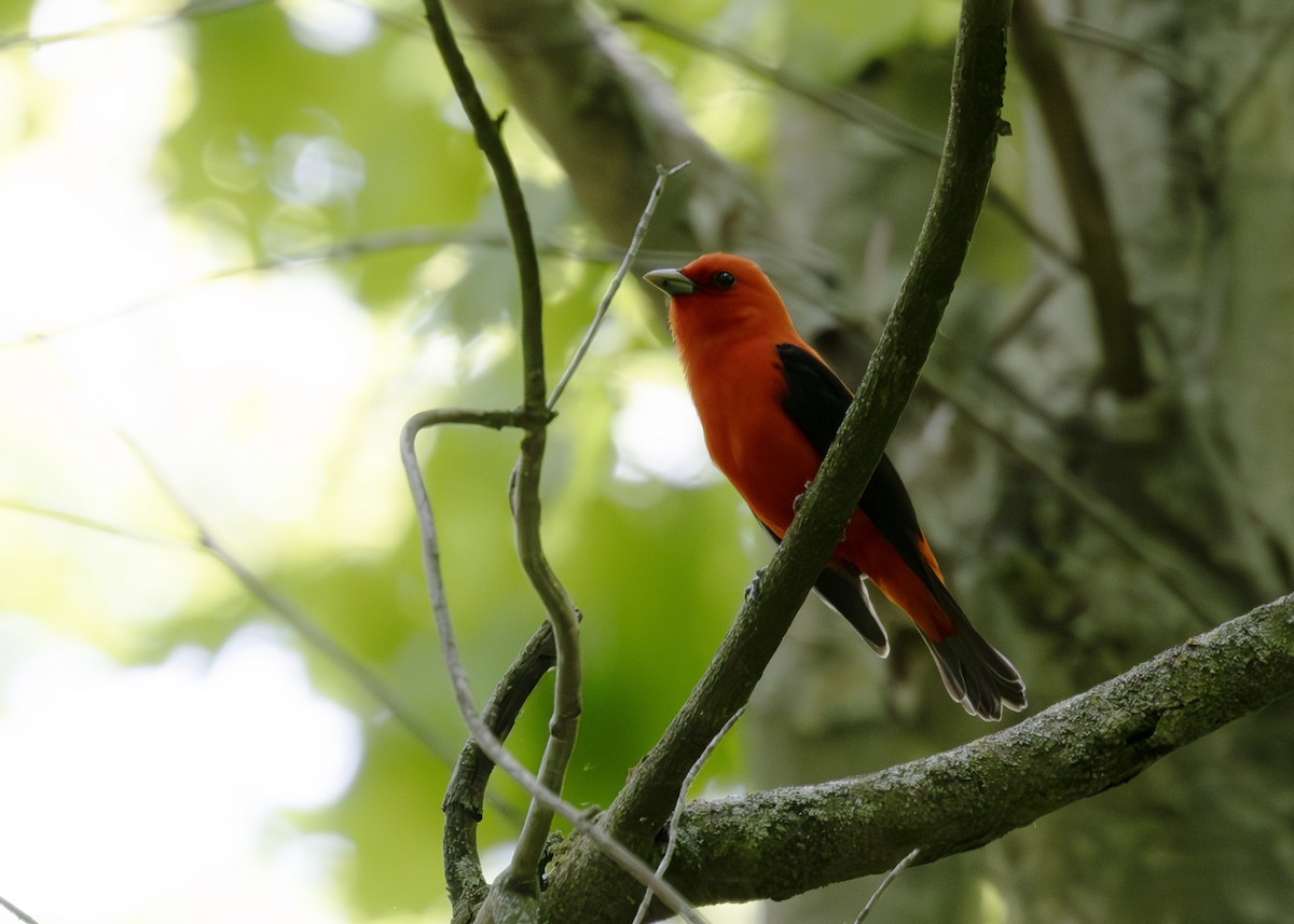 Scarlet Tanager - ML640413694
