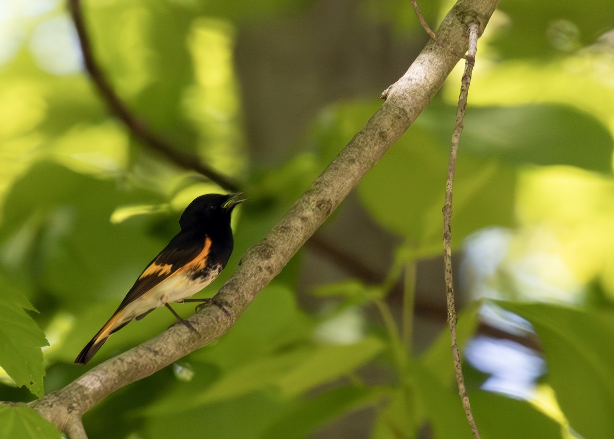American Redstart - ML640413698