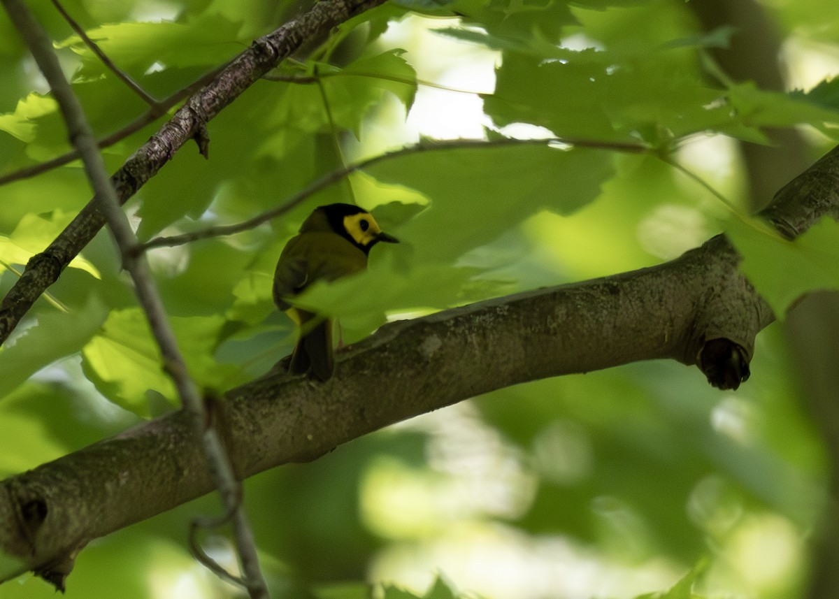 Hooded Warbler - ML640413706