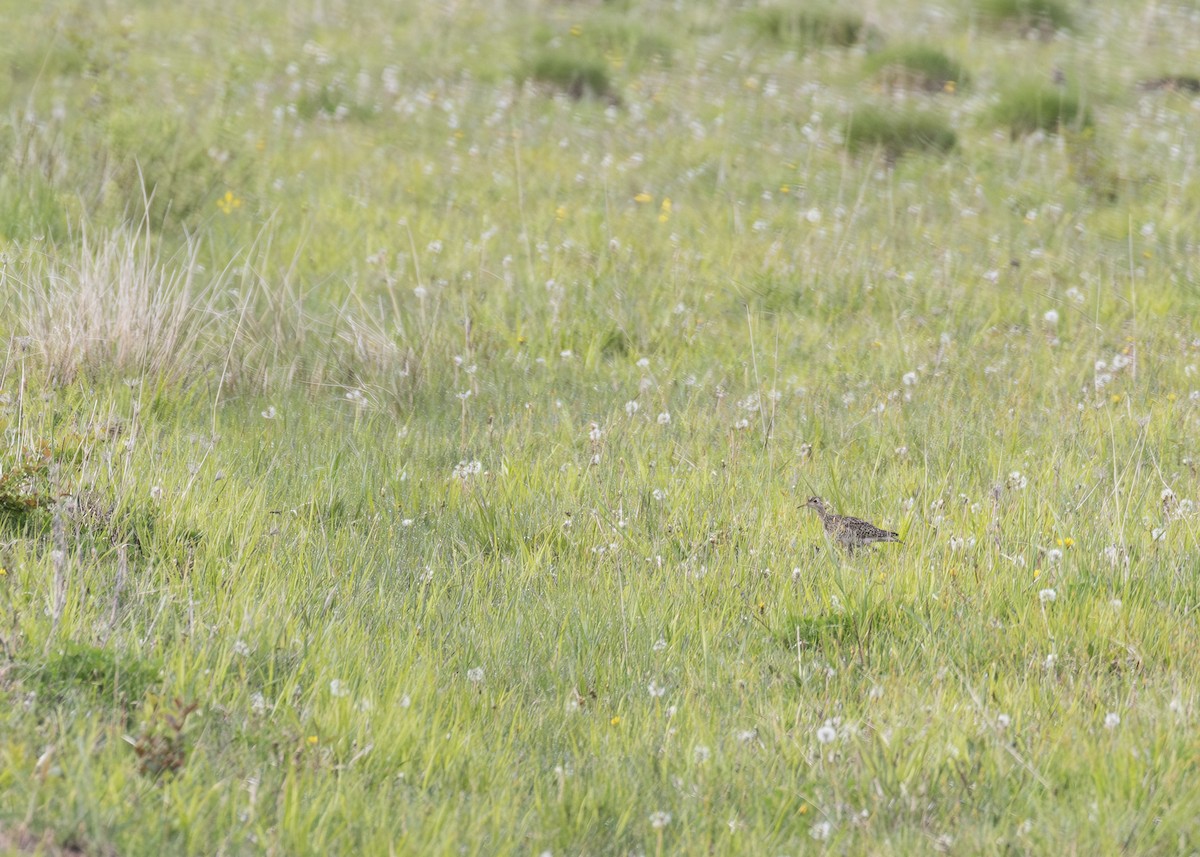 Upland Sandpiper - ML640413737
