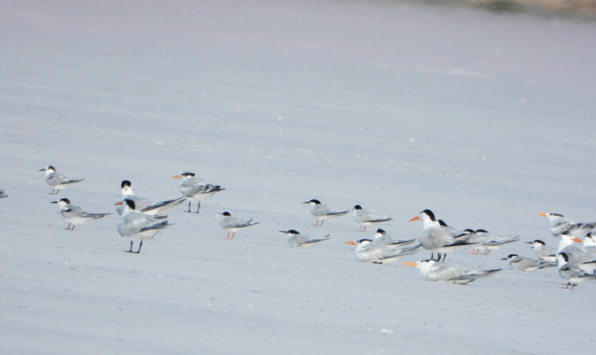 Roseate Tern - ML640413773
