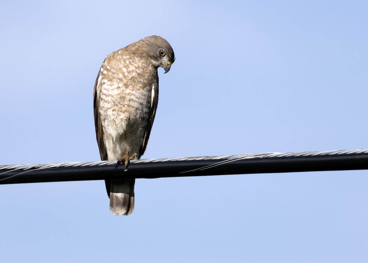 Broad-winged Hawk - ML640413804