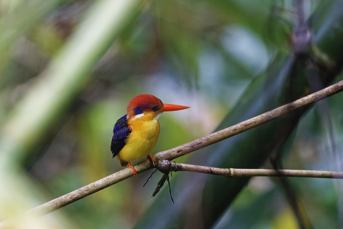 Black-backed Dwarf-Kingfisher - ML640413940