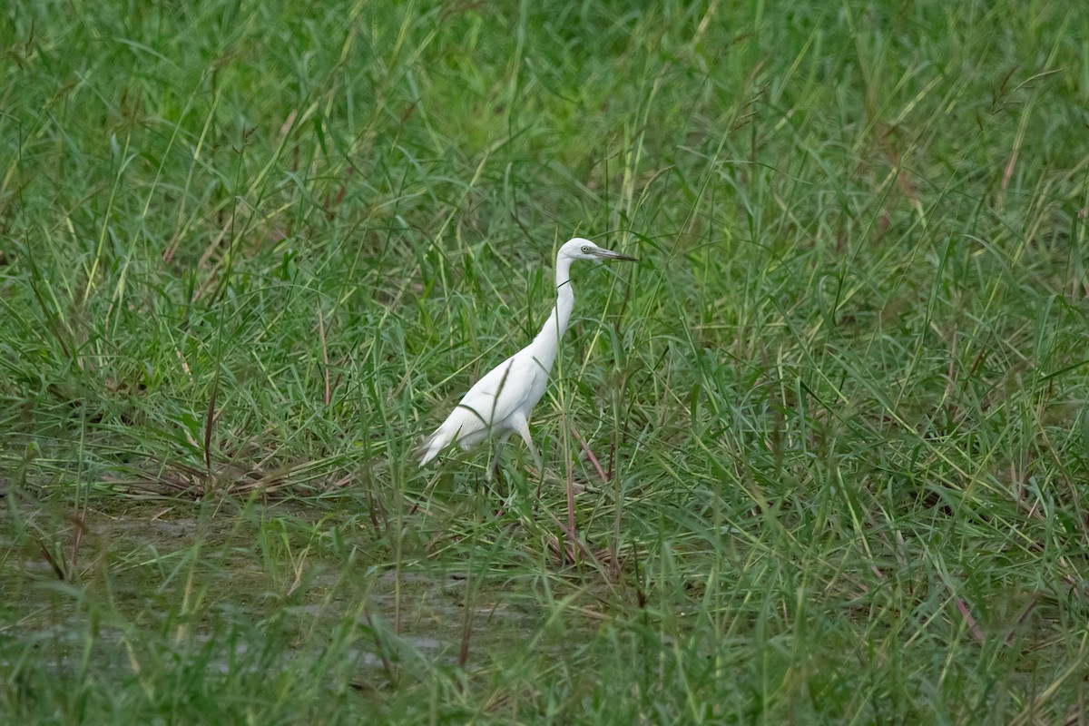 Little Blue Heron - ML640413995