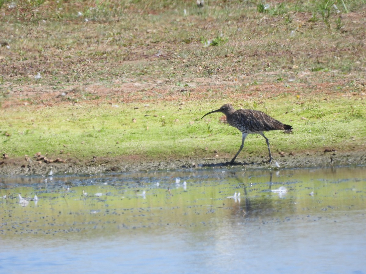 Courlis cendré - ML640414006