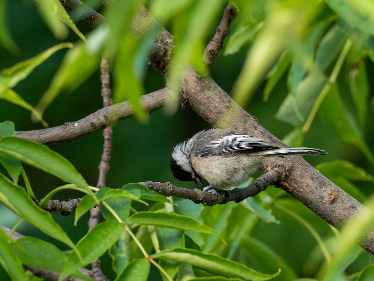Black-capped Chickadee - ML640414028