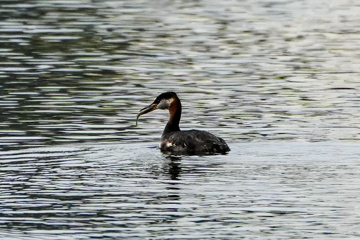potápka rudokrká - ML640414078