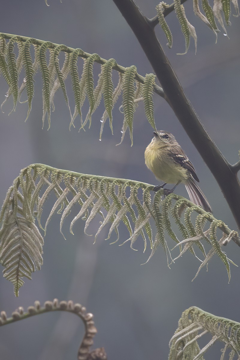 Yellow Tyrannulet - ML640414104