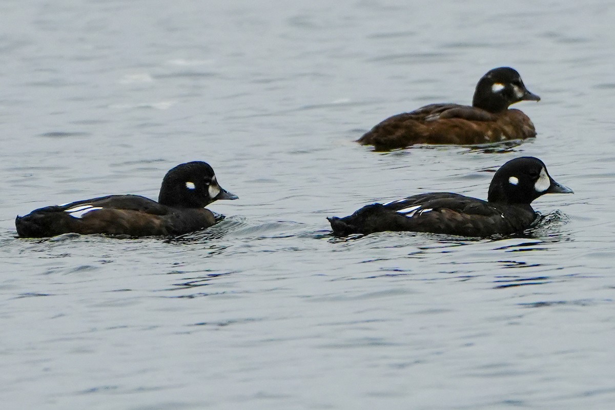 Harlequin Duck - ML640414107