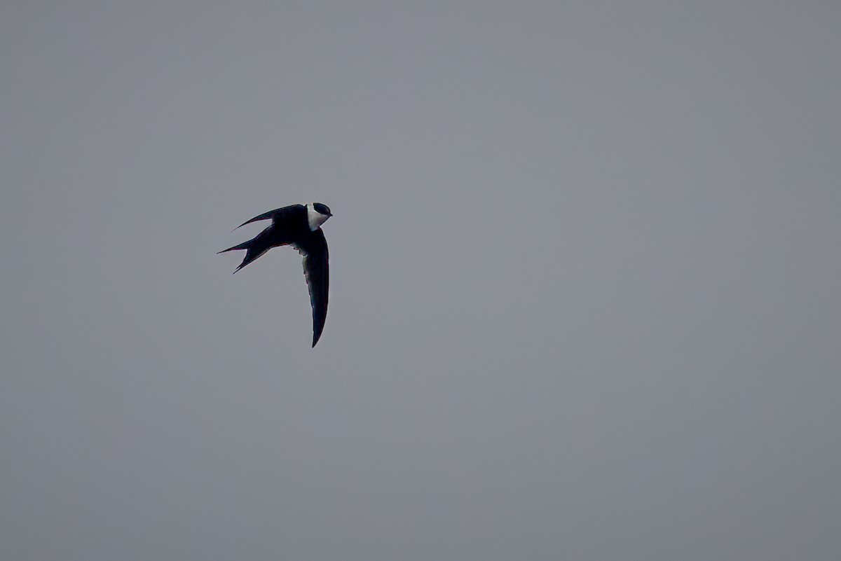 Lesser Swallow-tailed Swift - ML640414131