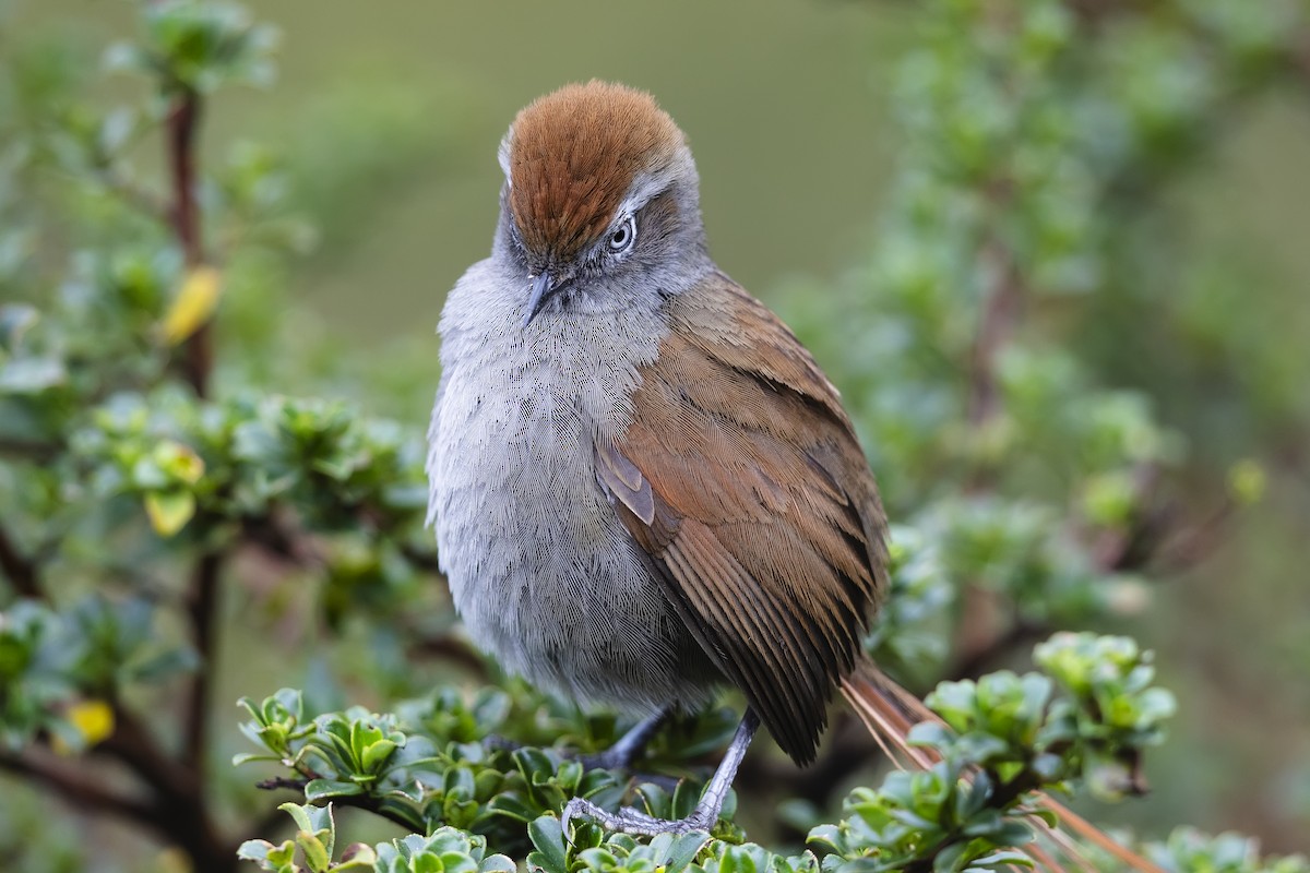 White-chinned Thistletail - ML640414135