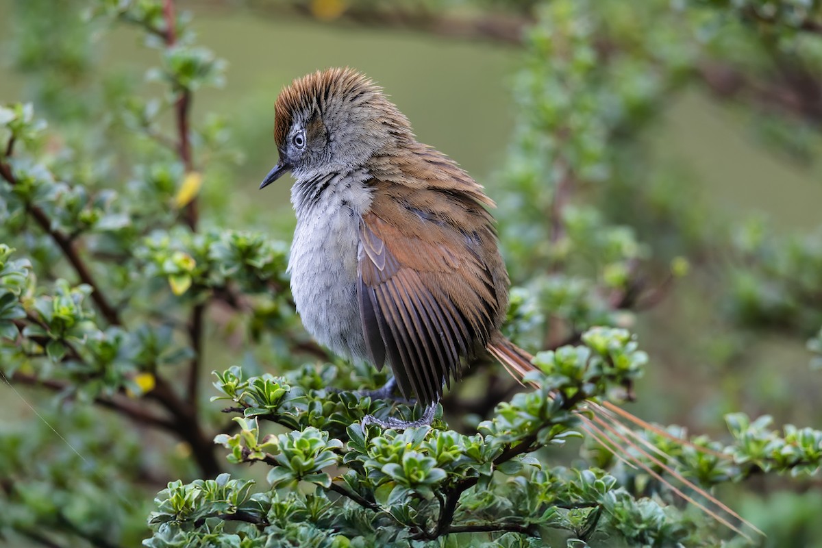 White-chinned Thistletail - ML640414137