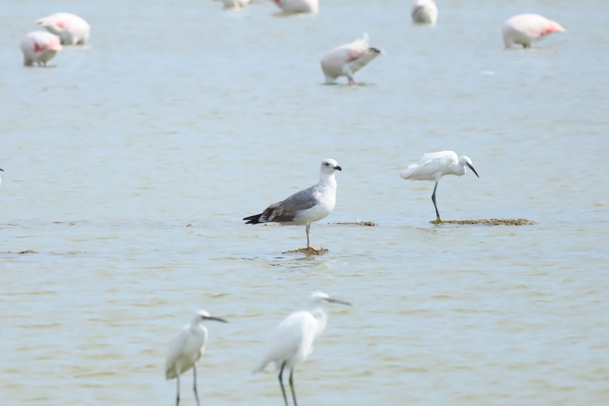 Yellow-legged Gull - ML640414194