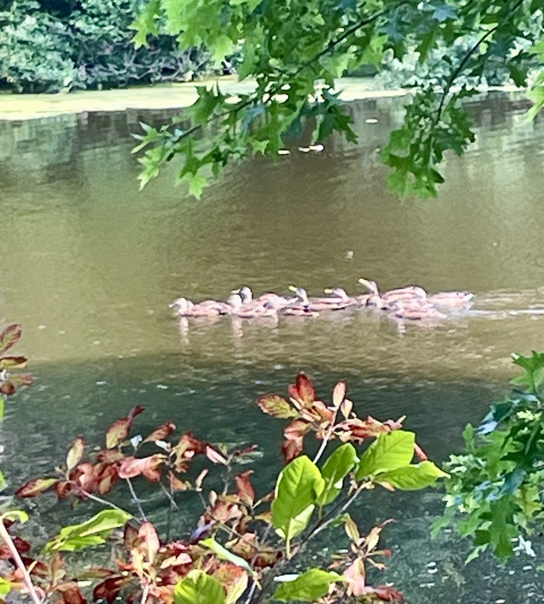 Mallard - ML640414206