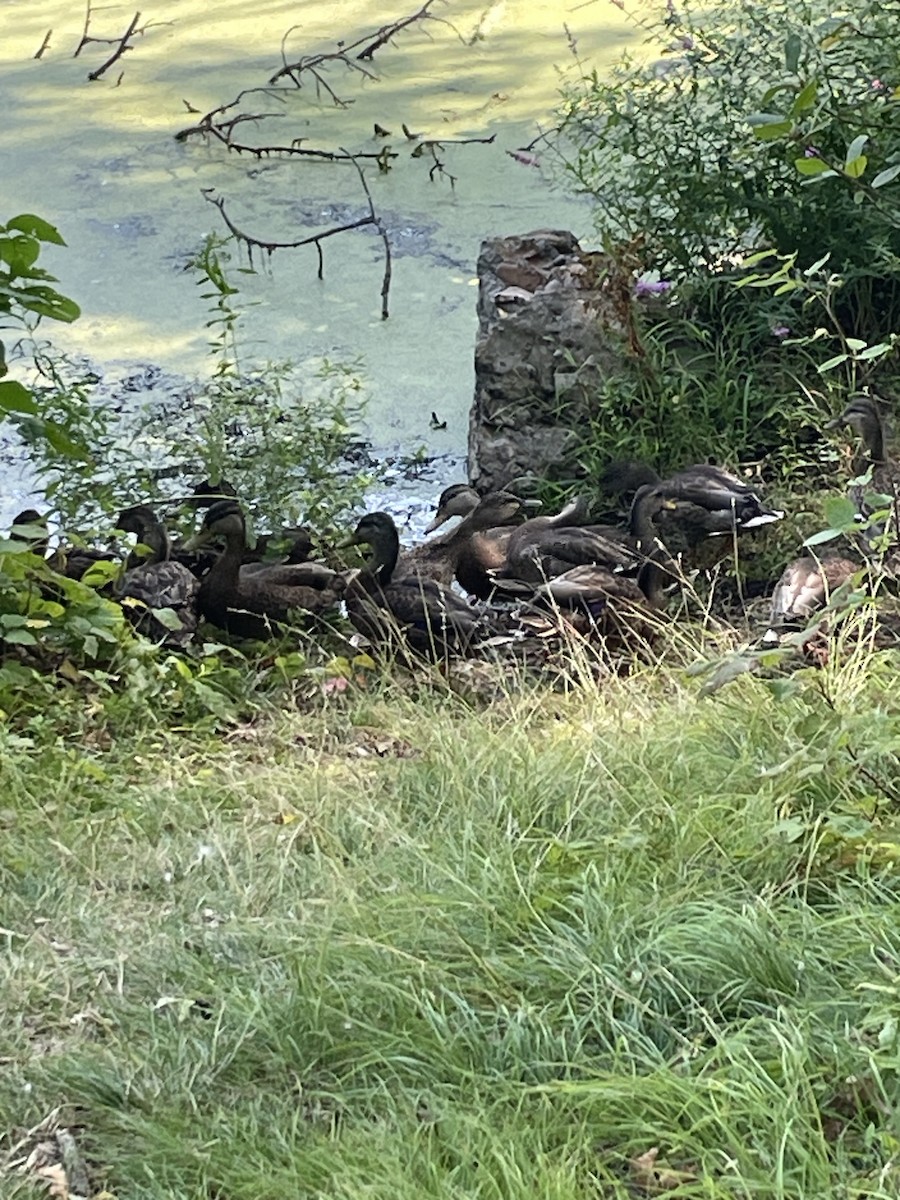 Mallard - ML640414207