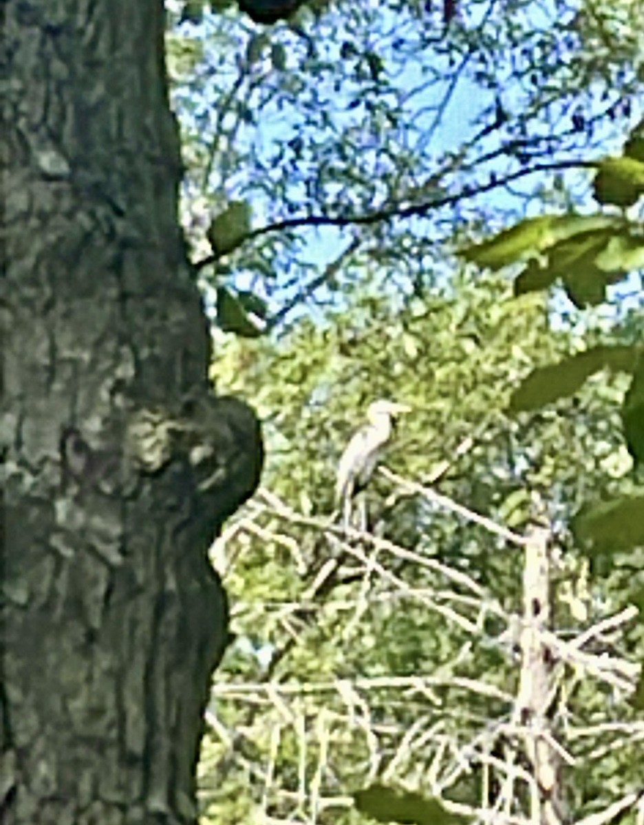 Great Blue Heron - ML640414220