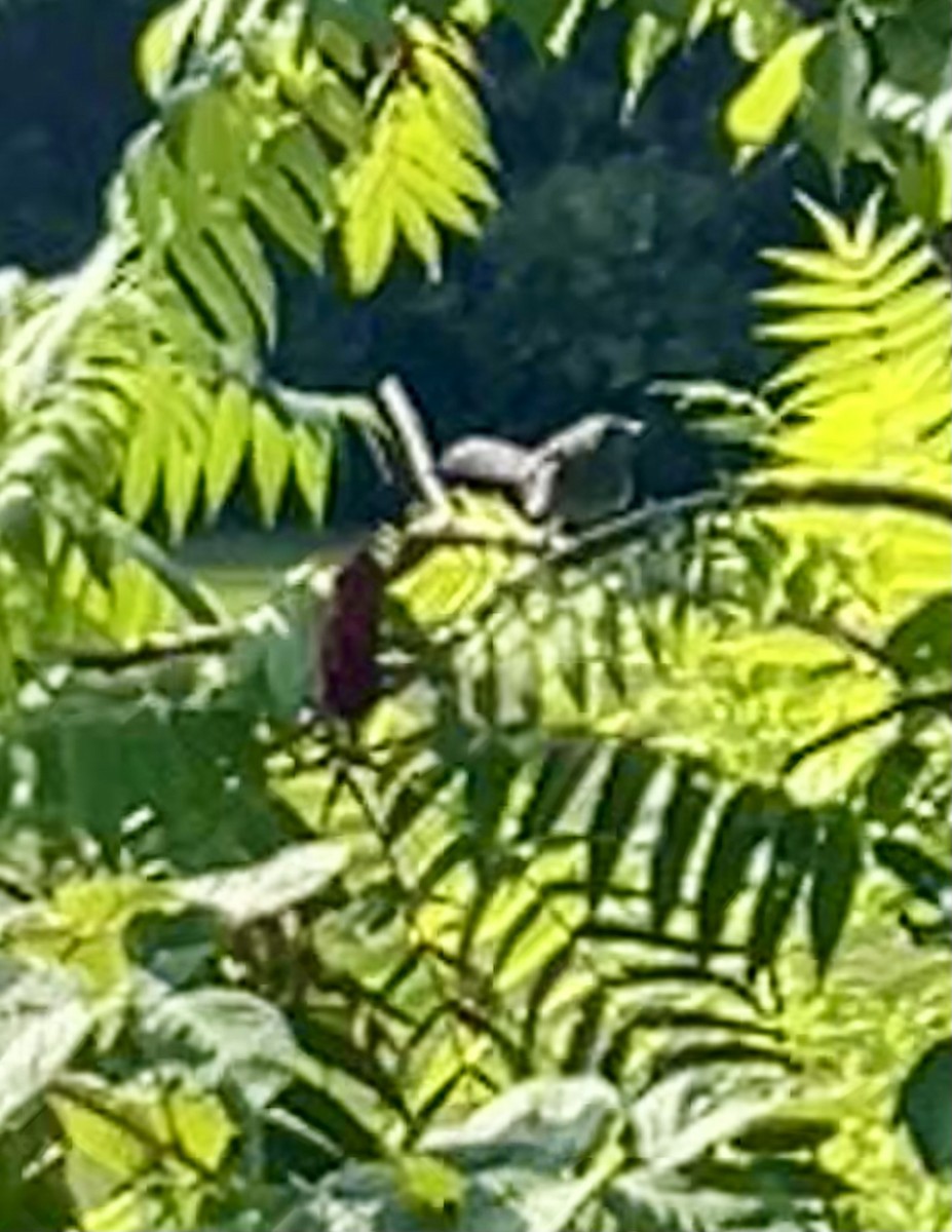 Gray Catbird - ML640414236