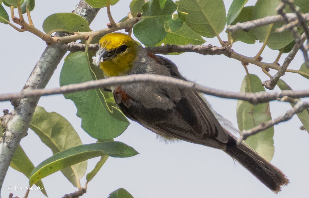 Verdin - ML640414257