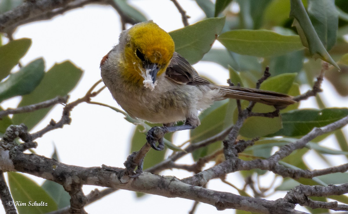 Verdin - ML640414259
