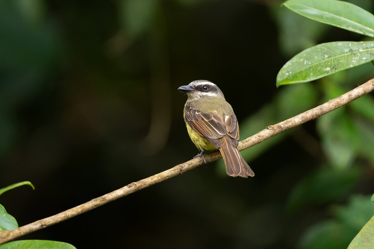 Golden-bellied Flycatcher - ML640414264
